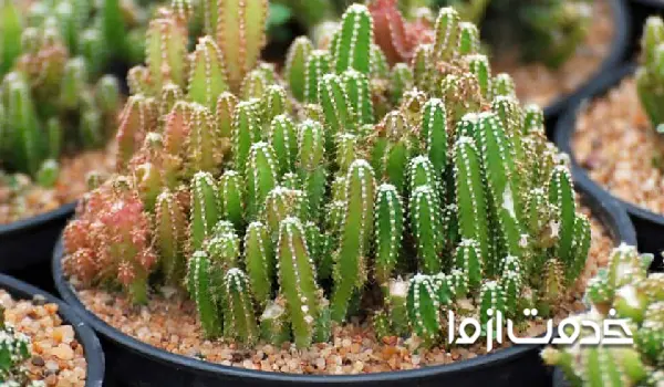 کاکتوس قلعه پری